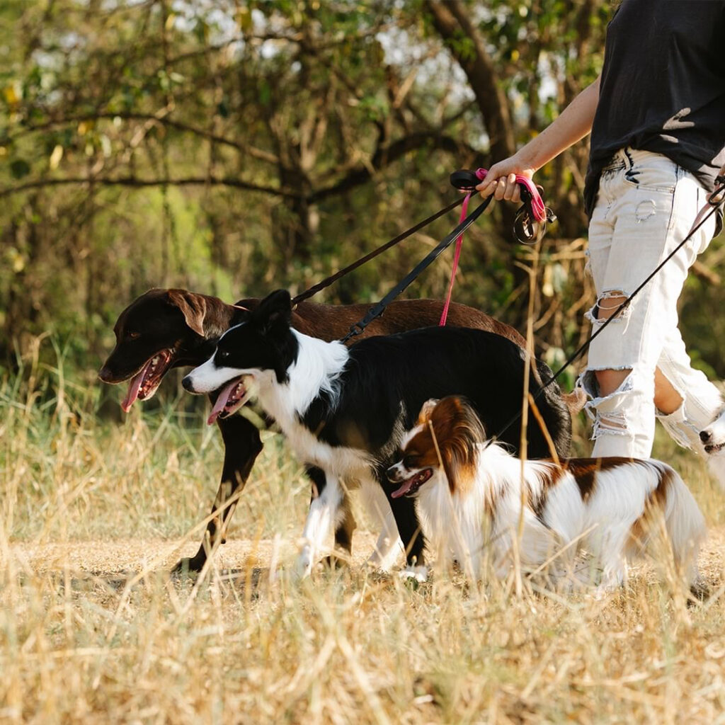 Pet-Friendly Cellar Doors in Lovedale, Hunter Valley